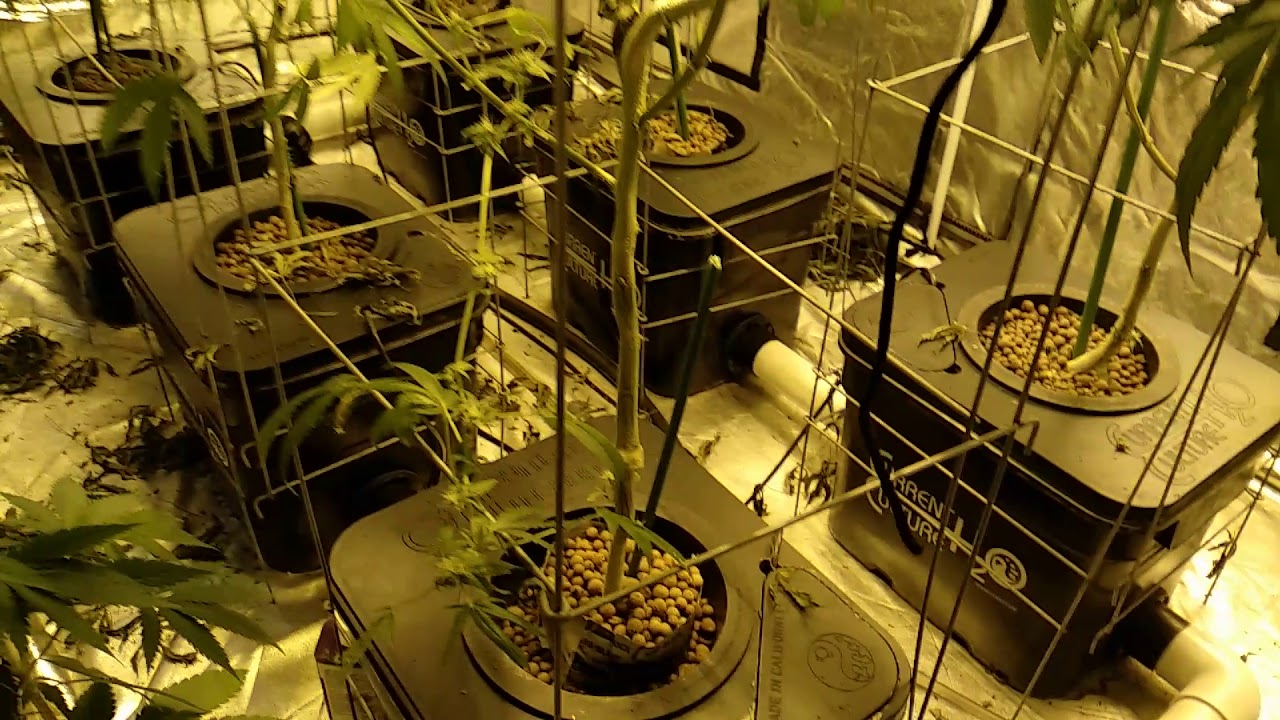 Cultivo Hidroponico Cannabiscafe