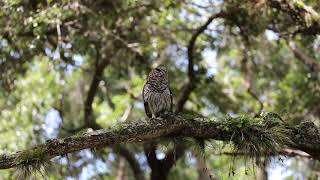 Barred owl chatter