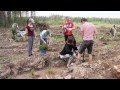 Волонтеры Гринпис восстанавливают леса Подмосковья