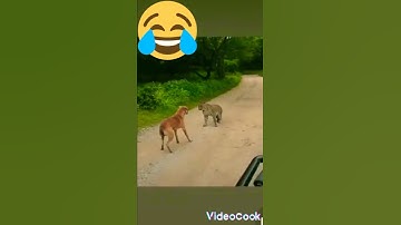 Leopard attacks Pet dog 🐆🐕