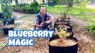 Easy Guide to Growing Blueberries | Soil Secret Sauce