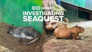 Investigating SeaQuest | ABC10 Originals