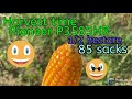 Harvest time(Pioneer 3585) 1/2 hectare/85 sacks