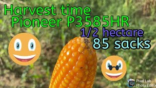 Harvest time(Pioneer 3585) 1/2 hectare/85 sacks