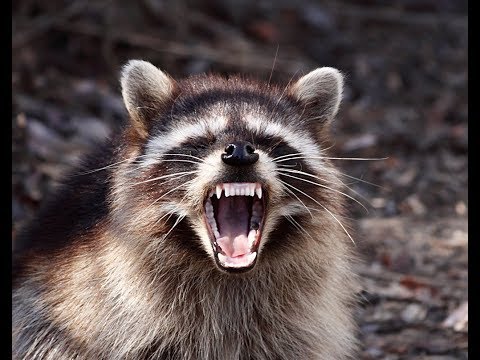 Video: Minnesota Raccoon Trekt Nationale Aandacht Met Gewaagde Capriolen An