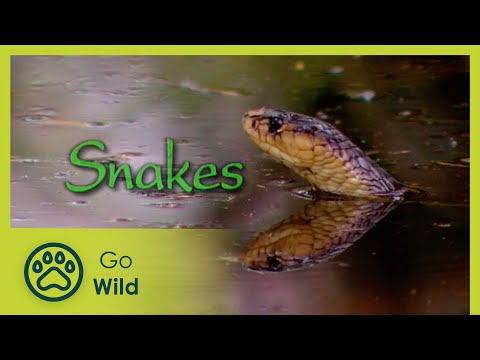Snakes - The Whole Story 9/13 - Go Wild