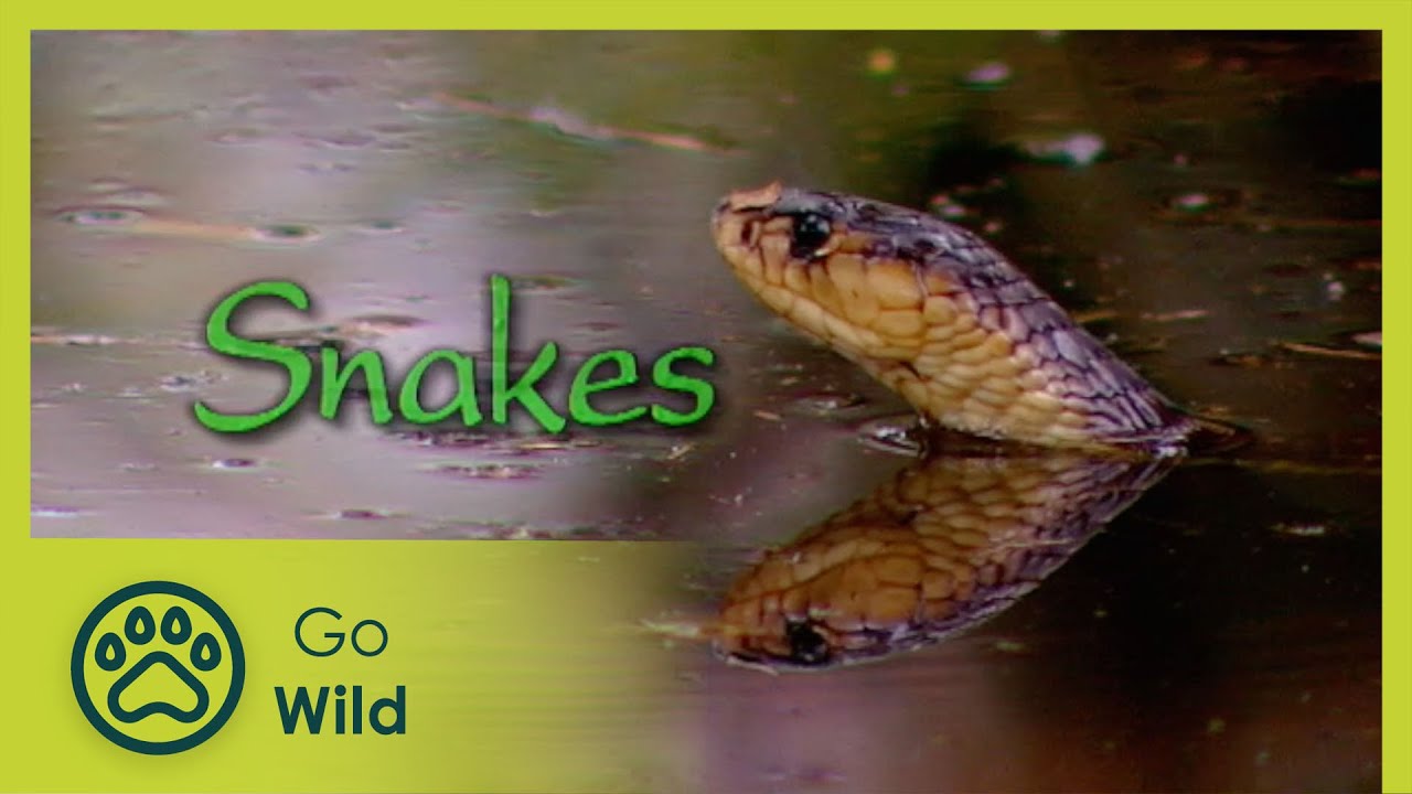 Snakes - The Whole Story 9/13