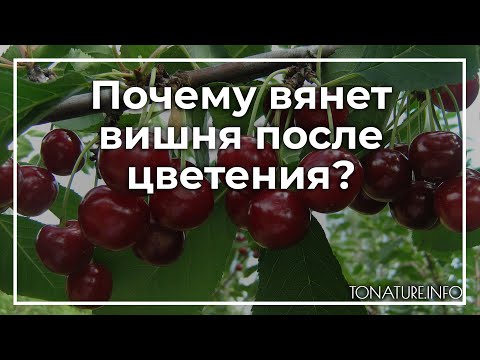 Почему вянет вишня после цветения? | toNature.Info