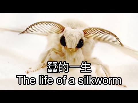 蠶的一生｜Life cycle of silk moth #silkworms #昆蟲 #naturediscoveries