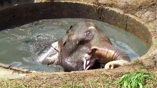 Helping hand to poor Elephant starving for three days in an abandoned well