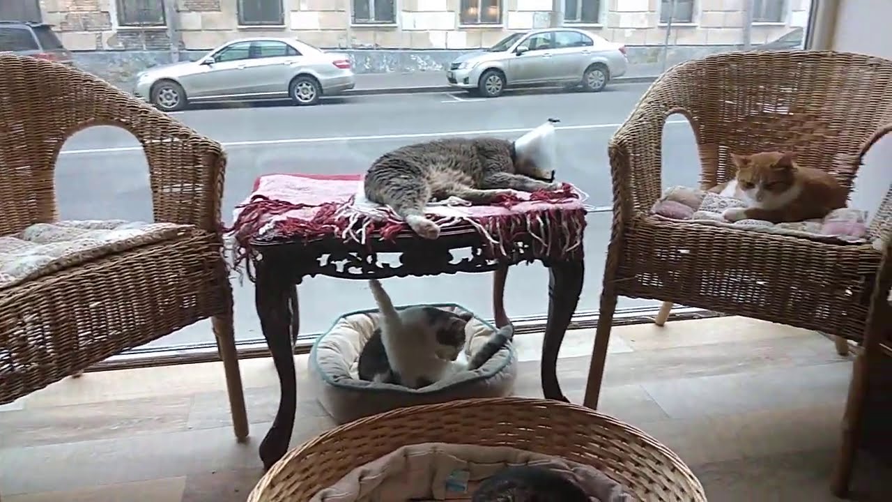 Кафе где живут кошки с котами.Это исходник когда я сам что то ...