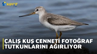 Download Lagu ÇALIŞ KUŞ CENNETİ FOTOĞRAF TUTKUNLARINI AĞIRLIYOR MP3