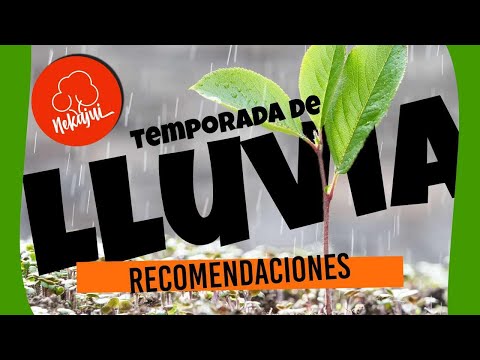 Video: Cómo Proteger Las Plantas De Las Lluvias Persistentes