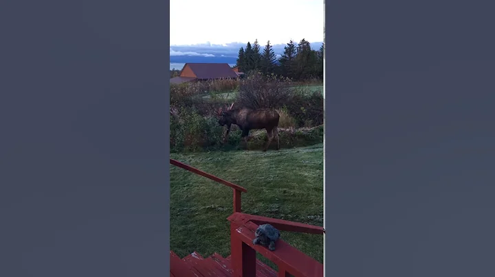 Moose in the Yard