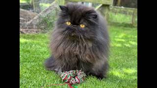 Black persian cat MrMessy is 5 years old today