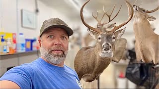 Mounting a BIG Main Frame 6 Point Buck! ***SUPER EASY*** Whitetail Taxidermy!