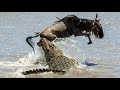 OMG! Crocodile vs WildebeestㅣAlligator, Impala, ZebraㅣWild Animal Attacks 악어 vsㅣ누 소름돋는 사냥!