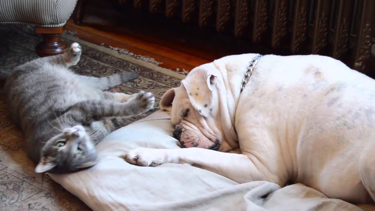 do bulldogs get along with cats