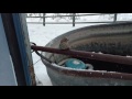 Man Rescues Finch Frozen To Fence With His Breath