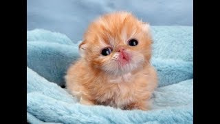 Cute Dogs and Cats Compilation 2018 #35