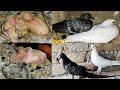 Day To Day Baby Pigeons Growth Day By Day 30 Days Progress Successful Episodes 22 || Muhammad Ismail