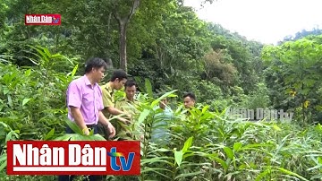 Bảo tồn và phát triển cây dược liệu đặc hữu từ rừng | Tin Đời sống - xã hội chiều ngày 1-12