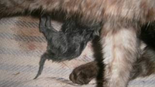Кошка рожает. Окот у кошки. Необыкновенная кошка. The cat gives birth. Okoth the cat. Unusual cat. Кошка рожает. Окот у кошки. Необыкновенная кошка. The cat gives birth. Okoth the cat. Unusual cat.