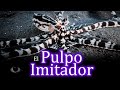 Curiosidades de los pulpos y EL PULPO IMITADOR