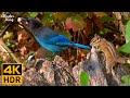 Cat TV for Cats to Watch 😺 Cute Birds &amp; Squirrels in Autumn 🐦🐿 8 Hours(4K HDR)