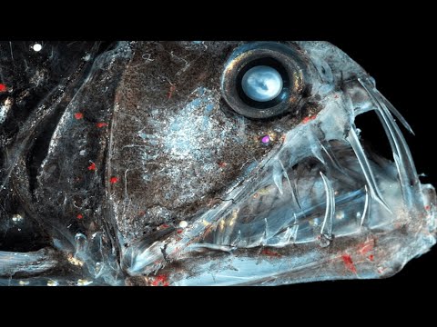 Video: Was fressen Süßwasser-Beilfische?