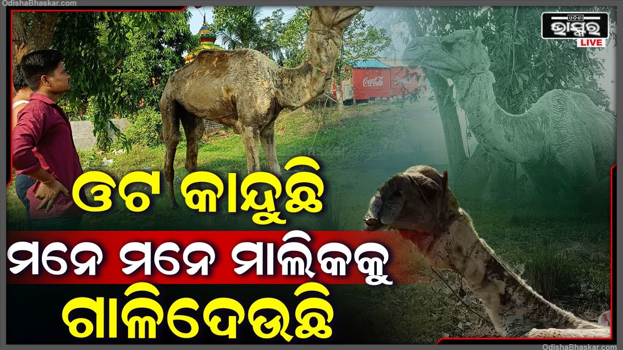 'ତମ ପେଟ ପୋଷିବ ବୋଲି ମୋତେ ଭୋକିଲା ରଖି ଦିନ ରାତି ଖଟେଇଲ ଆଉ ଏବେ ରୋଗୀଣା ହୋଇଗଲି ବୋଲି ମୋତେ...'