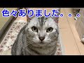 【近況報告】ながーーーい夏休みを頂きました🙇猫のおしゃべりペット