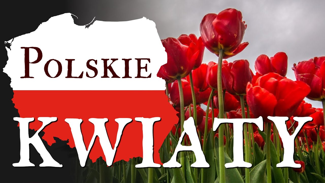 Majowy Zapach Kwiatów Piosenka Chomikuj Polskie kwiaty - Joanna Biernat - Piosenki patriotyczne - Podkład