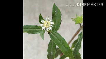 How to identify Bhringaraj(Eclipta alba) very easily.