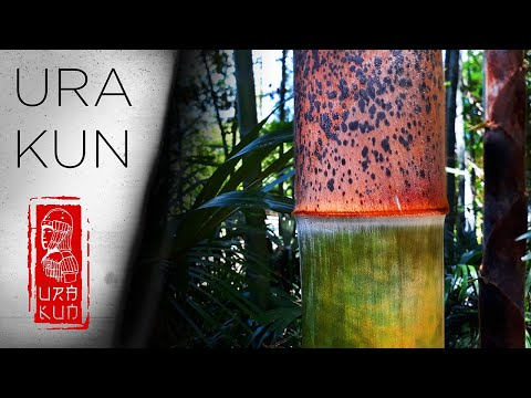 Video: Kuril Bambu - Kuril Saza Tai Bambu (Sasa Kurilensis) - Käyttö Maisemasuunnittelussa