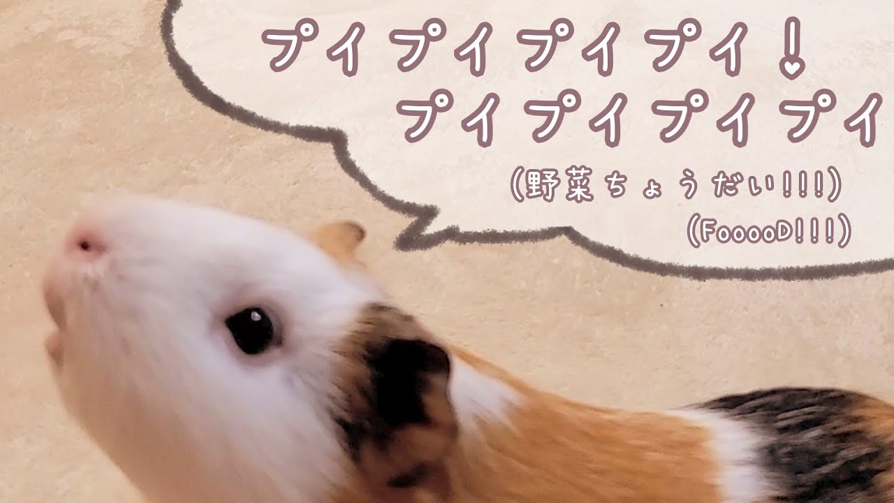 A guinea pig noises for food! - YouTube