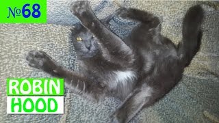 ПРИКОЛЫ 2017 с животными. Смешные Коты, Собаки, Попугаи // Funny Dogs Cats Compilation. Март №68