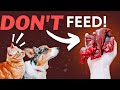 Meat you shouldnt feed your raw fed pet
