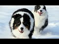 АВСТРАЛИЙСКАЯ ОВЧАРКА Сборник видео 2020 Аусси AUSTRALIAN SHEPHERD DOG Video Compilation 2020 Aussie