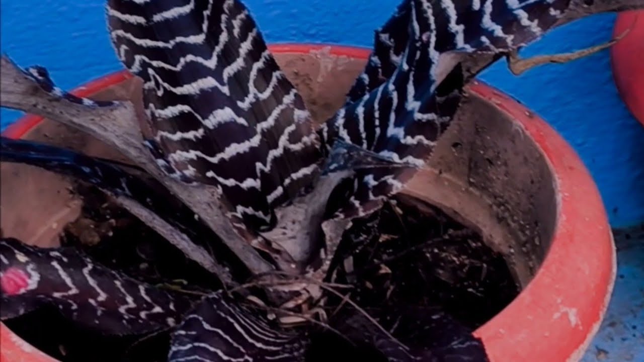 Cryptanthus plant care / മഴക്കാലം