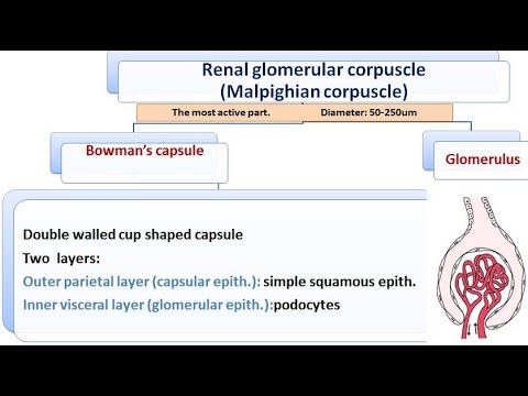 renal system part 2   2021: renal corpuscle