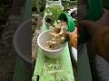 Tips menyemai cabe hemat media tanam gunakan cacahan batang pisang #gardening