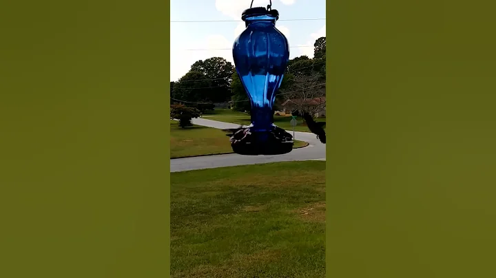 Hummingbird fun(1)