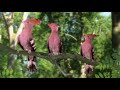 In The Night Garden 3 Pink Birds Song In The Night Garden 3 Pink Birds Song