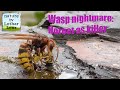 Hornet and wasps. Best of one day. Hornissen u. Wespen 30.8.2018   SONY RX10 IV