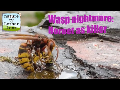 Wasps nightmare: Hornet as killer. Wespen-Albtraum: Hornisse als Killer