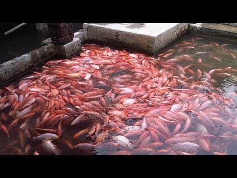 Video: Cara Budidaya Ikan