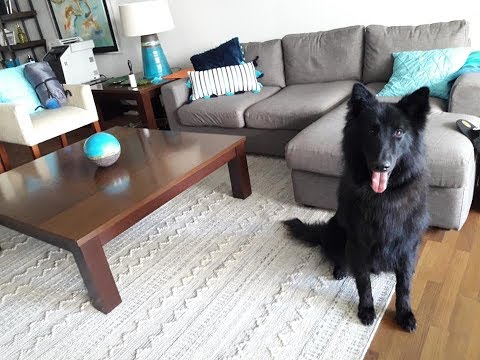 Video: Belgian Sheepdog Aub Yug Hypoallergenic, Noj Qab Haus Huv Thiab Lub Neej Span