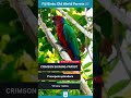 Crimson Shining Parrot