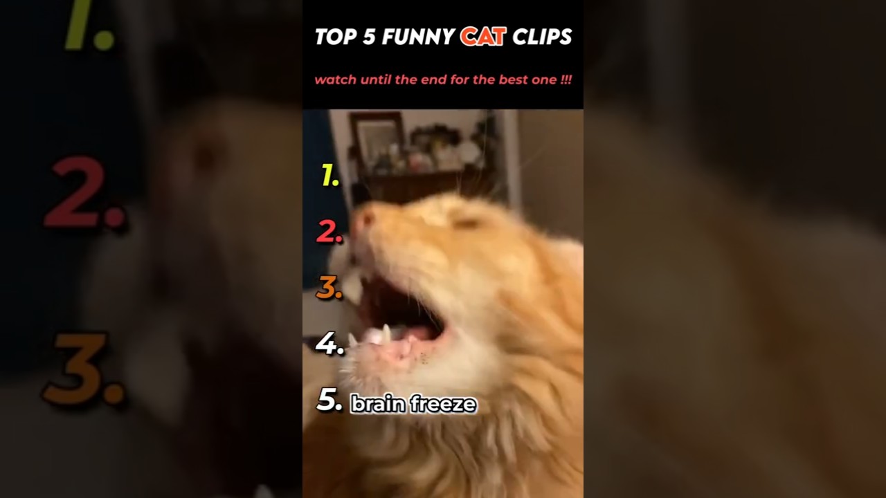 top 5 funny cat clips !!!😂😂😂
